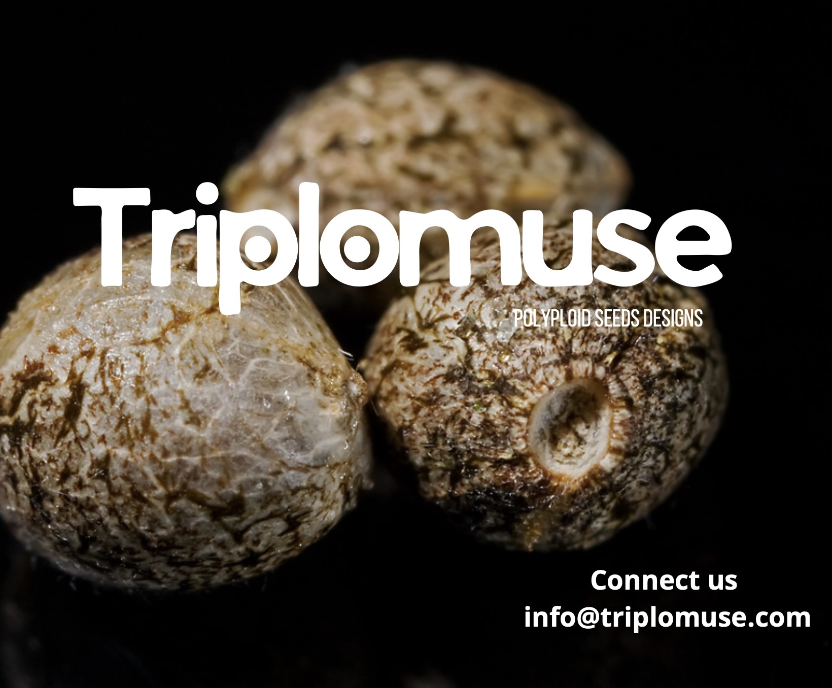 Triplomuse